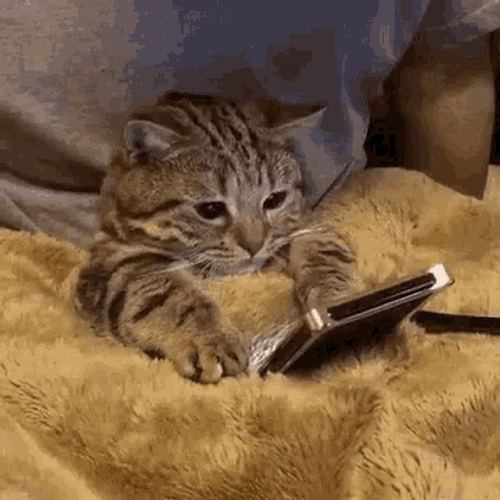 Sad Cat On Phone