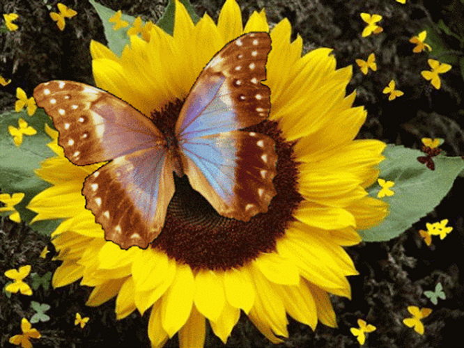 Butterfly In Sunflower