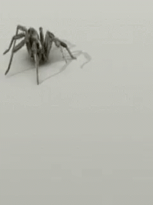 Wolf Spider Crawling