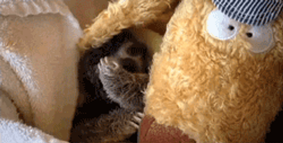Sloth Animal Hiding
