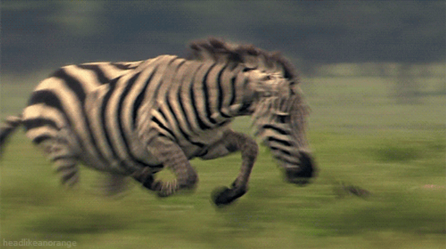 Zebra Chasing Cheetah In Nature