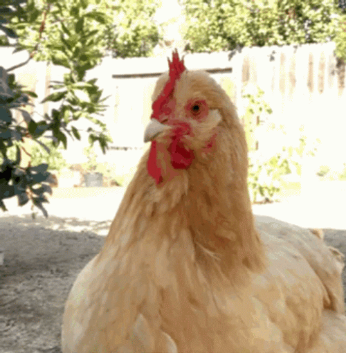 Stunned Orpington Chicken