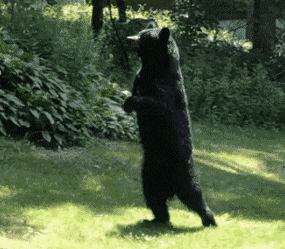 Black Bear Walking
