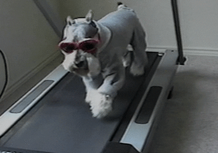 Dog Running On Treadmill