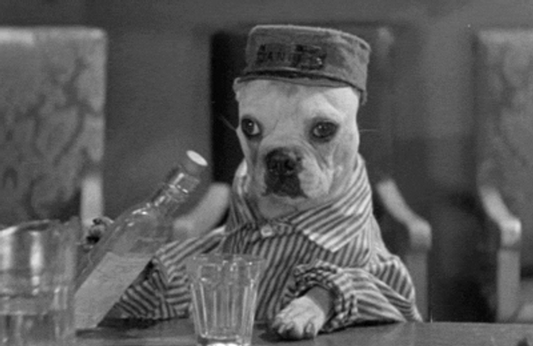 Dog Animal Pouring A Drink