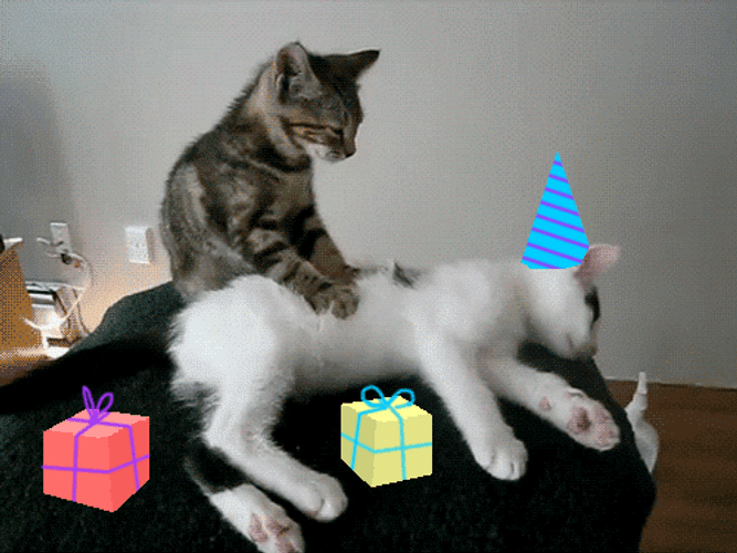 Funny Birthday Cute Cat Massage