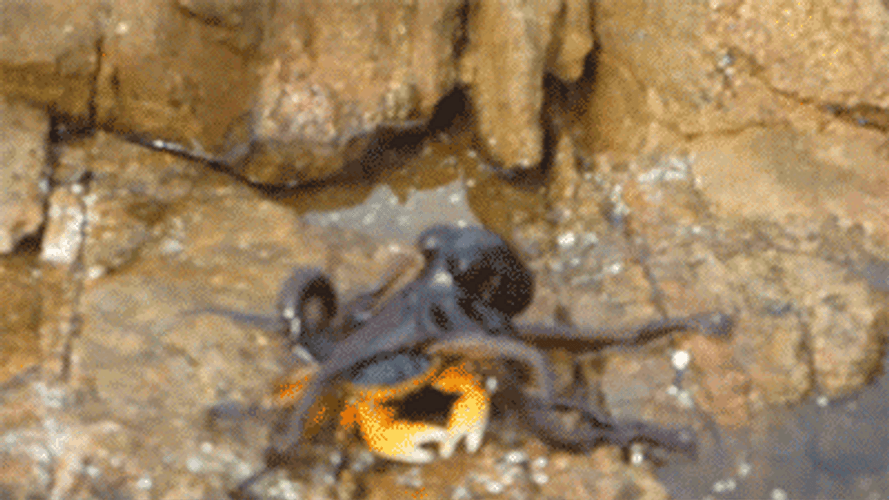 Crab Attacked By Octopus