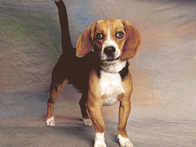 Happy Friday Thug Beagle