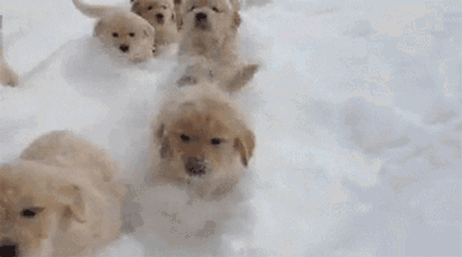Puppies In Thick Snow