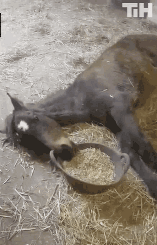 Tired Horse Eating