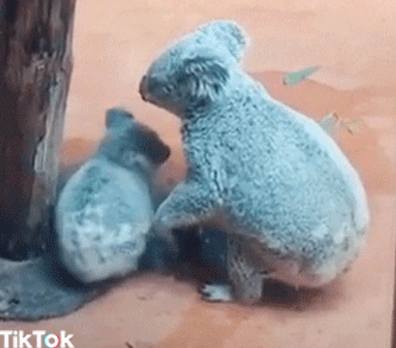 Tiktok Mom And Baby Koala