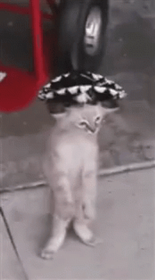 Dancing Cat Mexican Hat
