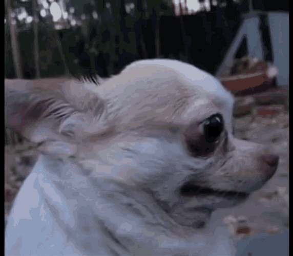 Chihuahua Sad Head Turn