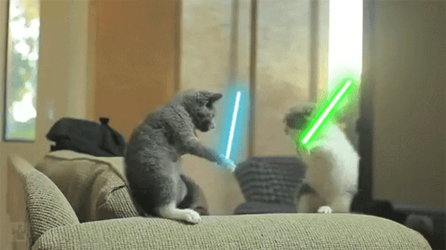 Star Wars Cat Fighting