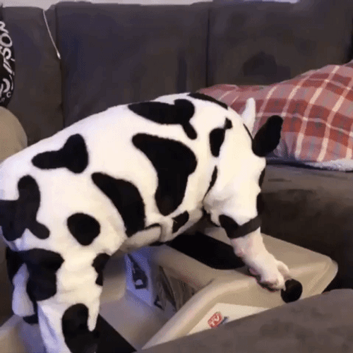 Dog In Cow Costume