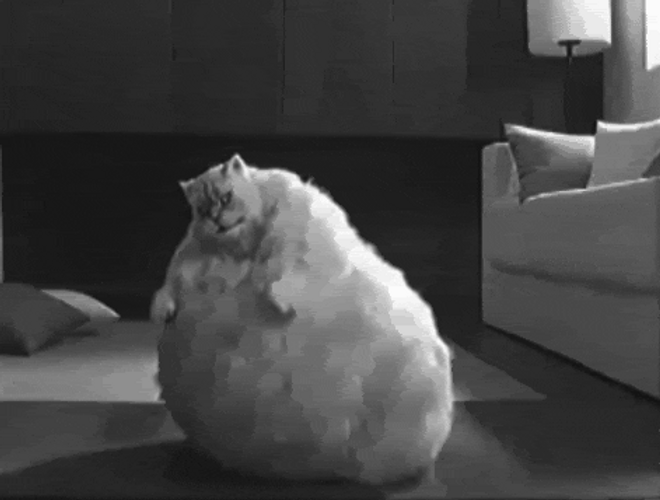 Dancing Cat With Fat Belly