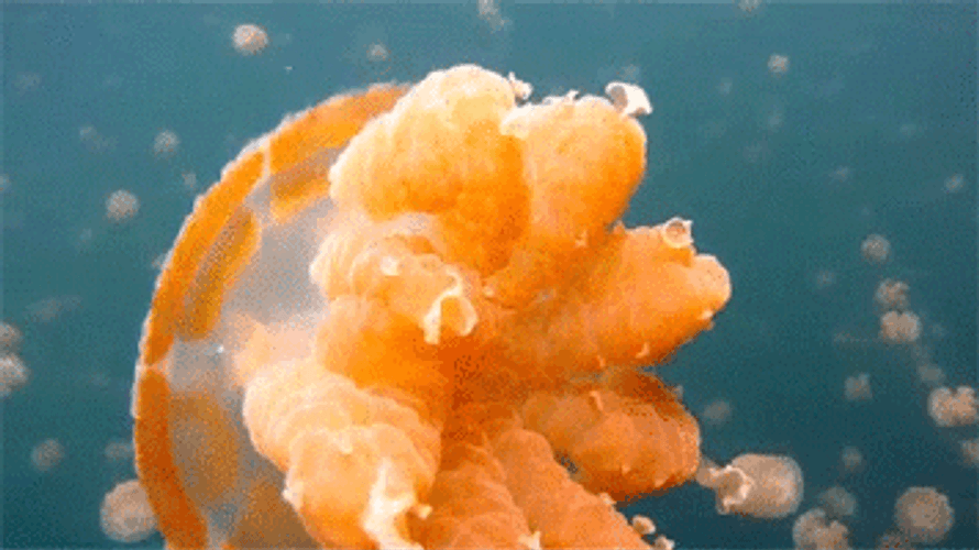 Golden Orange Jellyfish