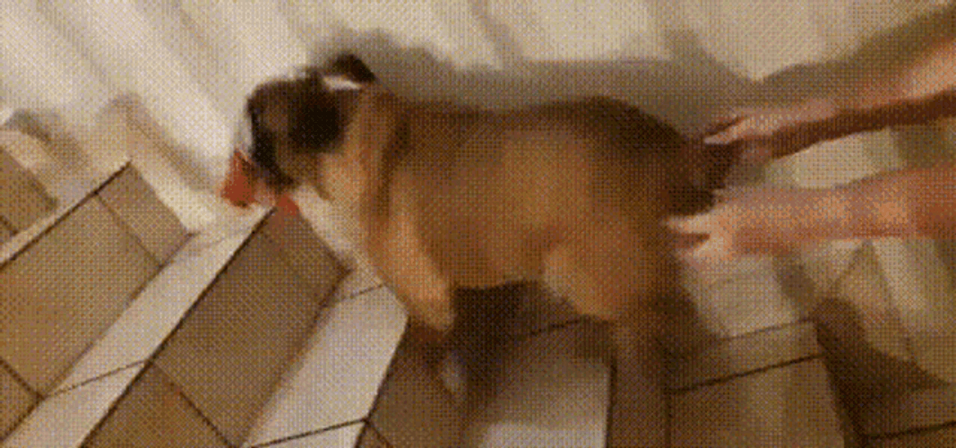 Bulldog Running In Stairs