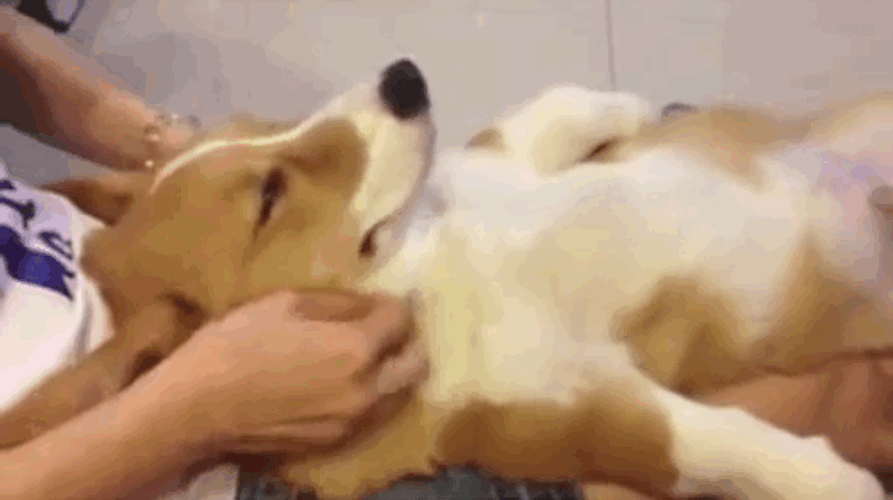 Relaxing Massage Corgi Dog
