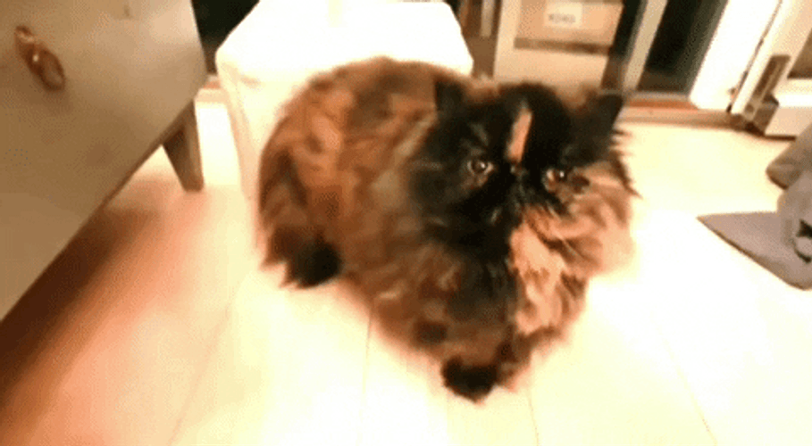 Himalayan Grumpy Cat