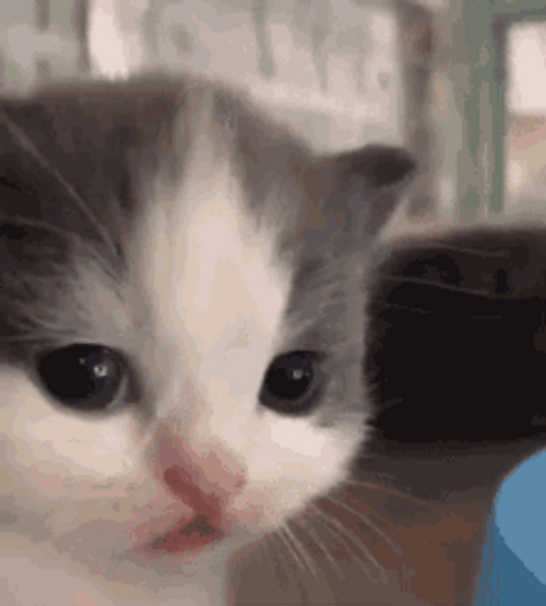 Cute Munchkin Cat Sad Eyes