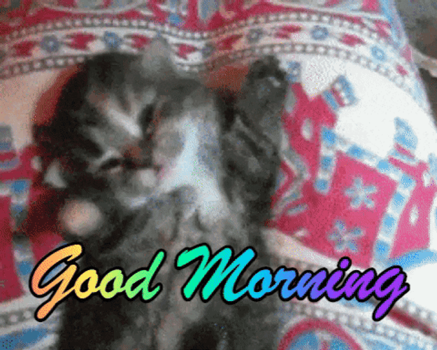 Good Morning Cat Reaction