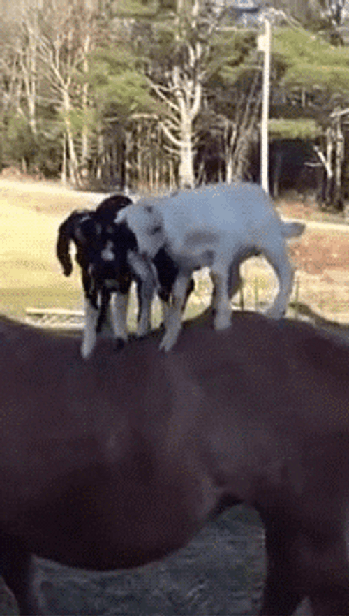 Hilarious Goats Falling