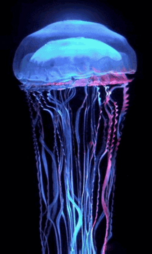 Blue Transparent Jellyfish