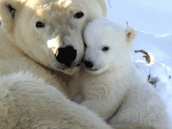 Cute Polar Bears Cuddling