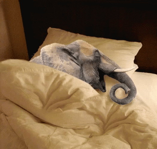 Elephant Lying In Bed