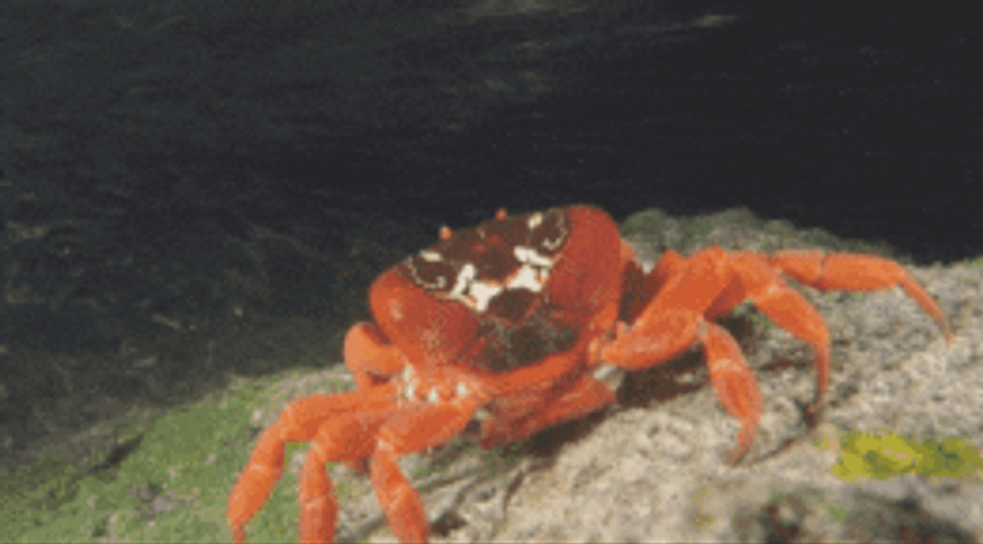 Crab Water Dance Mood