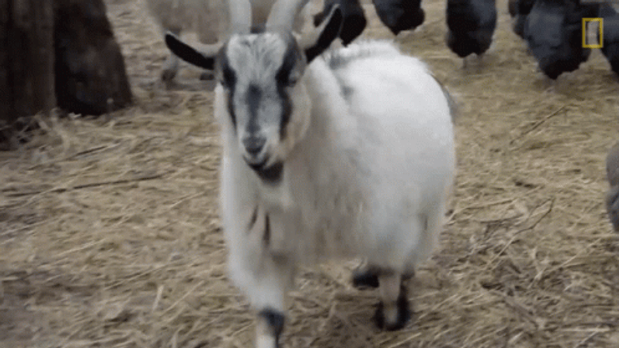Goat Animal Slow Walk
