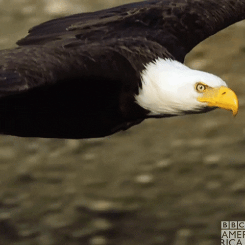 Nature Flying Bald Eagle