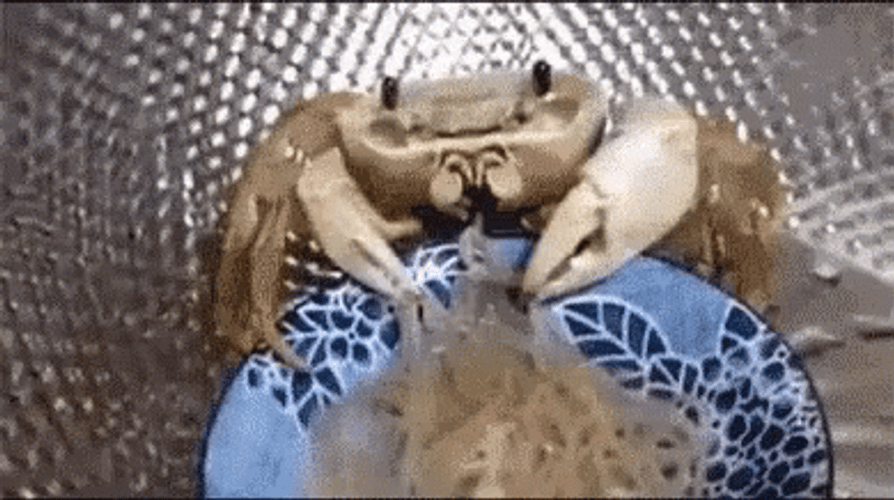 Crab Pet Eating Noodles