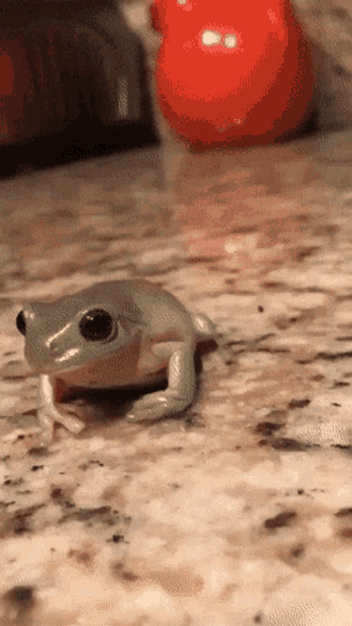 Sassy Frog With Hat