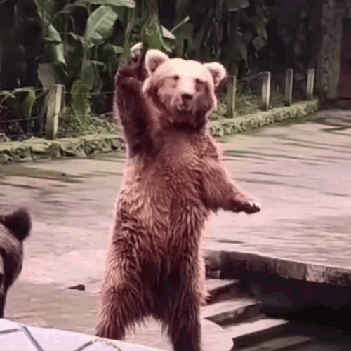 Bear Waving While Standing
