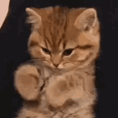 Cute Brown Cat Paw Play