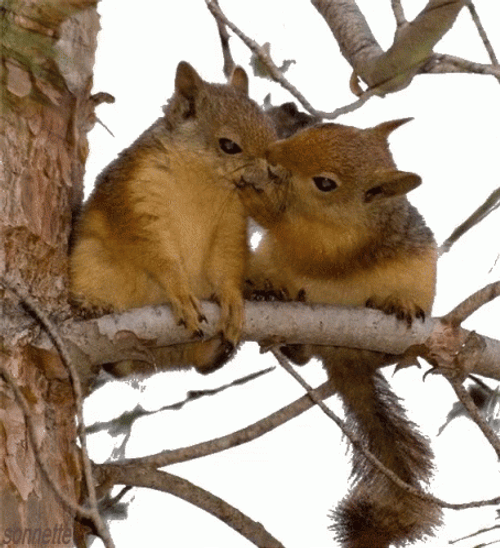 Couple Squirrel Kissing