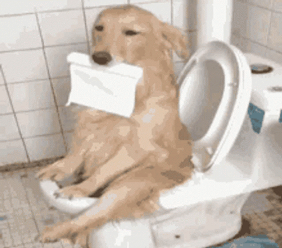Dog Having Diarrhea
