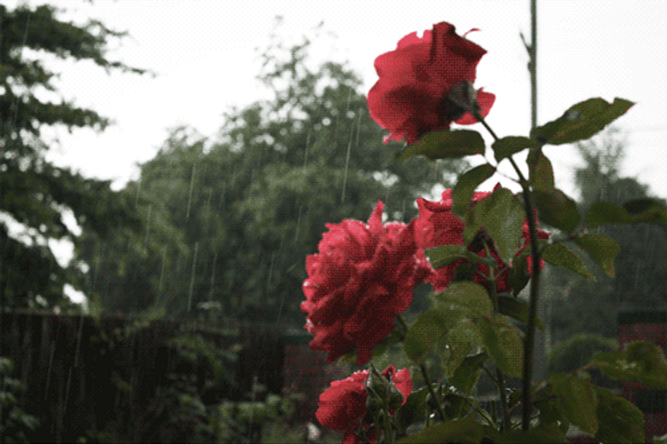 Red Rose Flowers Rain