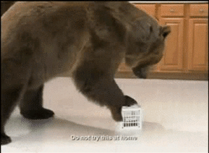 Bear Trying To Destroy A Box