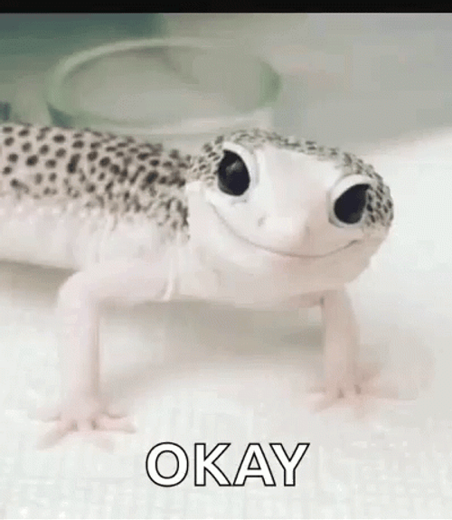 Cute Gecko Wink Okay