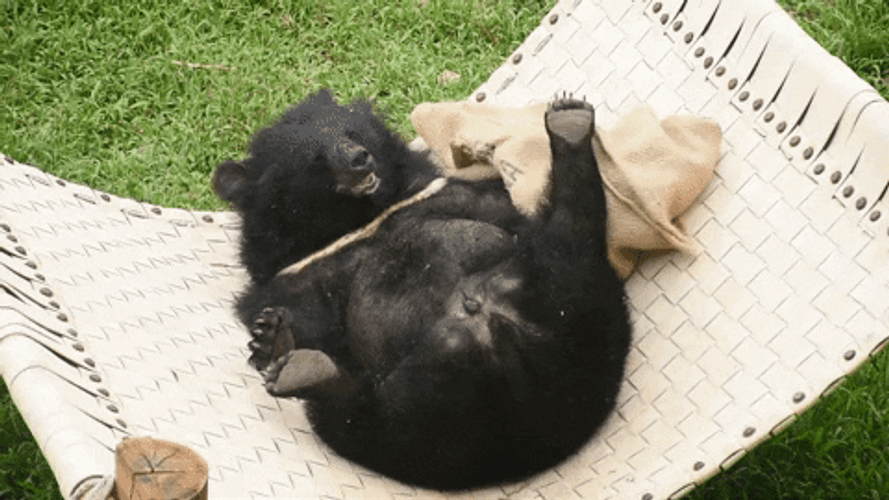 Bear Playing A Cloth