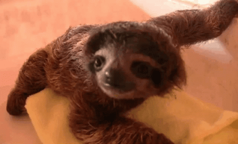 Baby Sloth Crouching