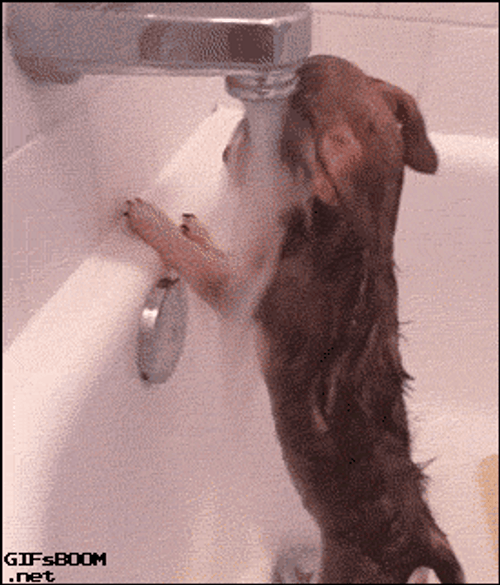 Sad Dog In Bath