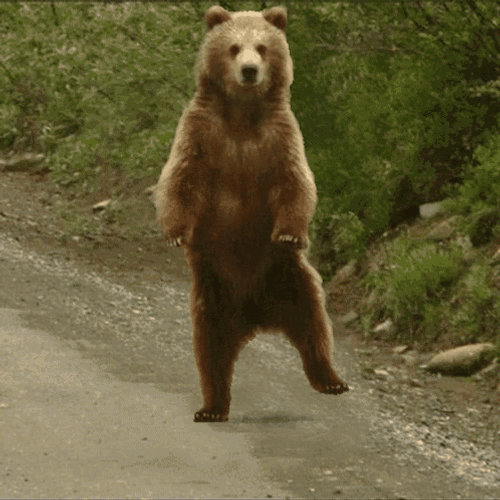 Animated Bear Dancing