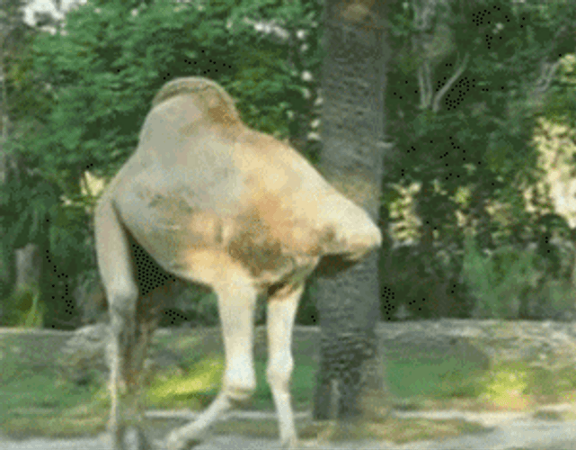 Camel Funny Headless Walk