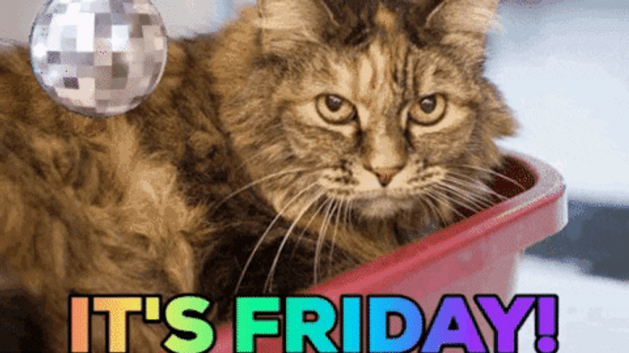 Its Friday Cat Disco Shades