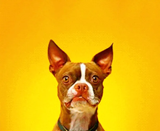 Boston Terrier Dog Smiling