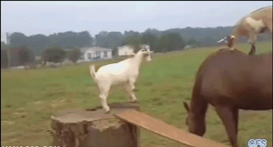 Jumping Farm Goat